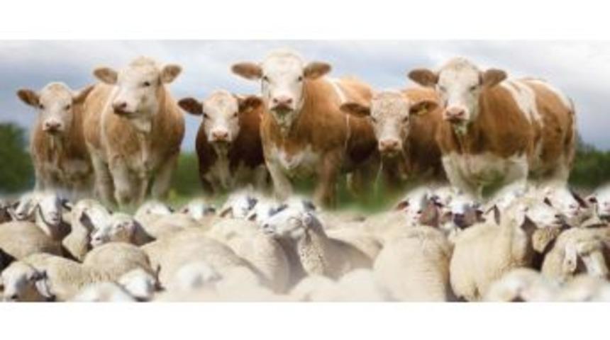 &Ccedil;ıldır İl&ccedil;e Tarım M&uuml;d&uuml;r&uuml;nden Hayvan G&uuml;ncelleme Uyarısı