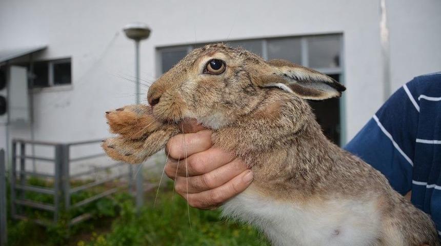 Yaralı Sandılar Hamile &Ccedil;ıktı
