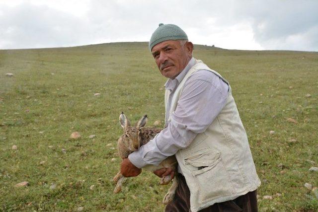 Yaralı Sandılar Hamile Çıktı