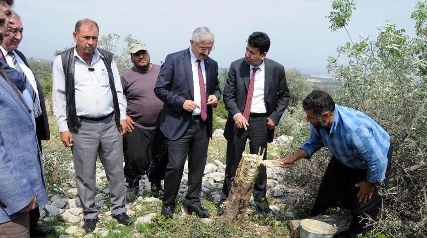 Erdemli&rsquo;de 10 Bin Yabani Zeytin Aşılandı
