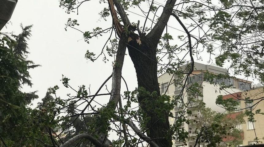 Siverek&rsquo;te Fırtına Ağa&ccedil;ları Devirdi
