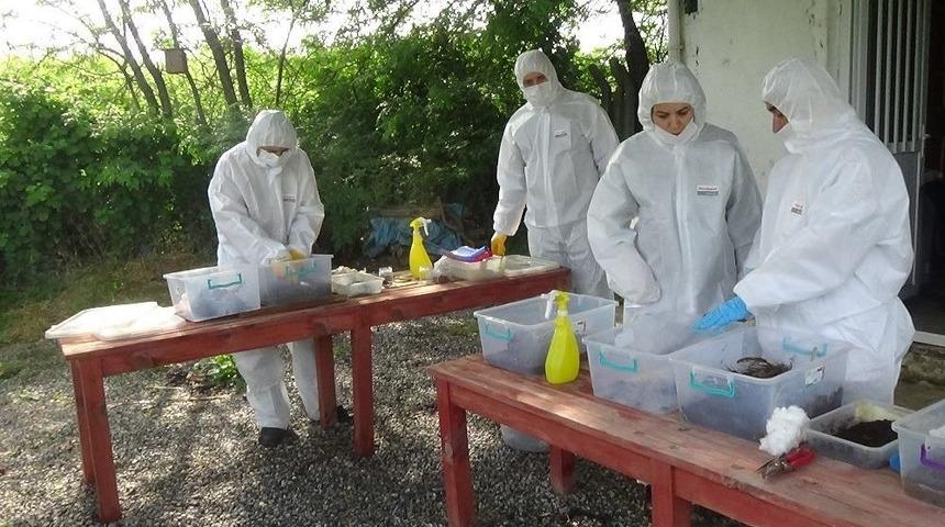 Biyolojik Yangın &ldquo;calosoma&rdquo; İle Kontrol Altında