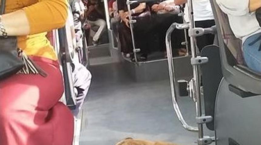 Otob&uuml;s&uuml;n Sevimli Davetsiz Misafiri