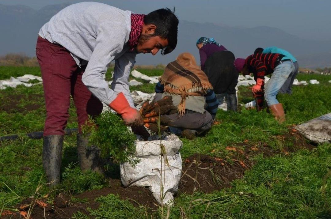 Kırıkhan Havucu &Uuml;reticisinin Y&uuml;z&uuml;n&uuml; G&uuml;ld&uuml;rd&uuml;