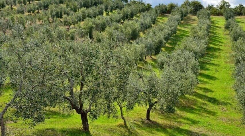 Karşıyaka&rsquo;da &lsquo;kentsel D&ouml;n&uuml;ş&uuml;m Ormanı&rsquo; Kurulacak