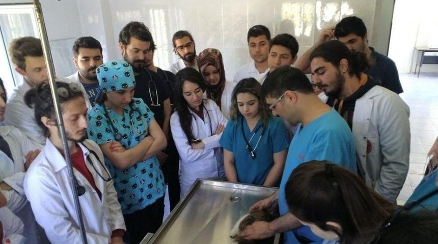 &Ouml;ğrenciler Uygulamalı Eğitimlerini Osmaniye Belediyesi Hayvan Barınağı&rsquo;nda Yapıyor