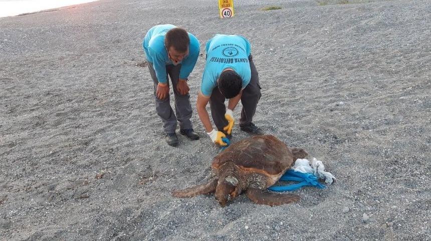 70 Kilo Ağırlığındaki Caretta Caretta Alanya Sahiline Vurdu