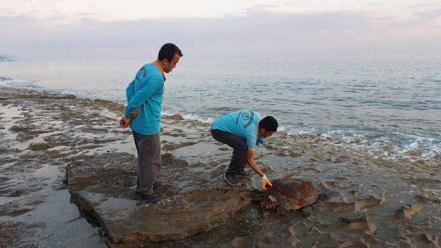 70 Kilo Ağırlığındaki Caretta Caretta Alanya Sahiline Vurdu