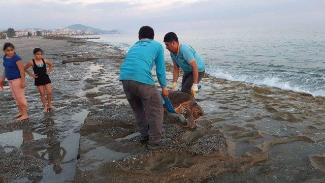 70 Kilo Ağırlığındaki Caretta Caretta Alanya Sahiline Vurdu