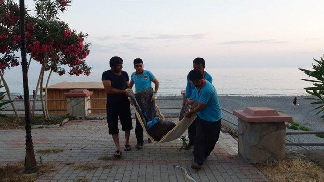 70 Kilo Ağırlığındaki Caretta Caretta Alanya Sahiline Vurdu