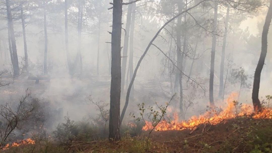 1 Hektarlık Orman K&uuml;l Oldu