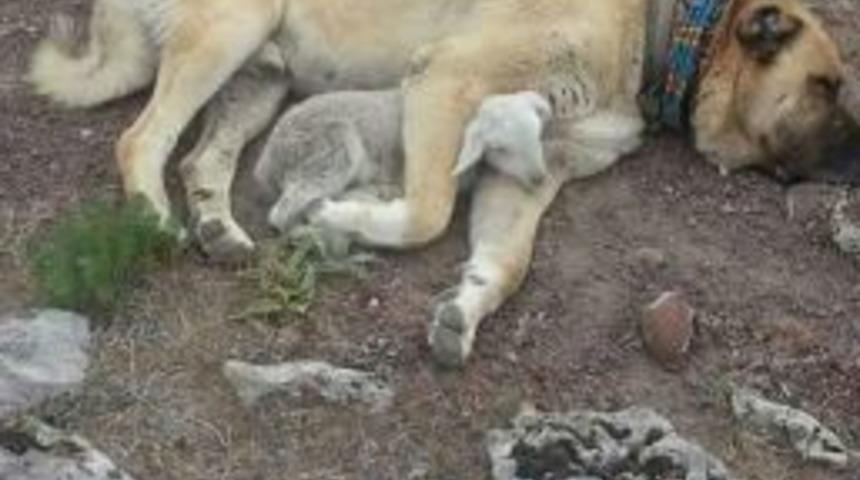 Kangal K&ouml;peğinden Kuzuya Şefkat