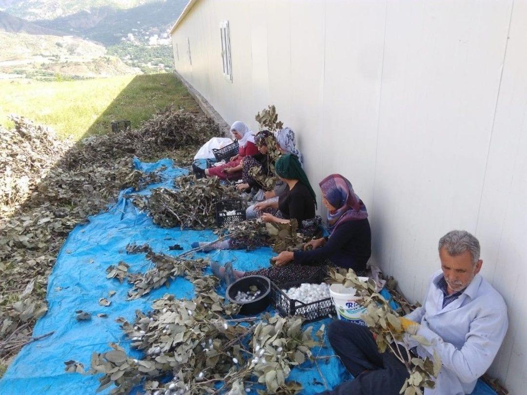 Sason&rsquo;da Koza Hasadı Başladı