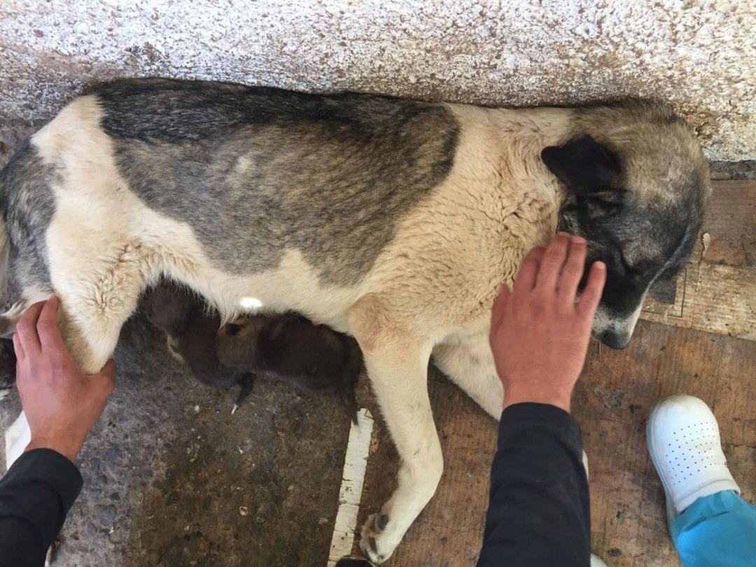 Yavru Tilkiler Biberonla Besleniyor