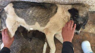 Yavru Tilkiler Biberonla Besleniyor