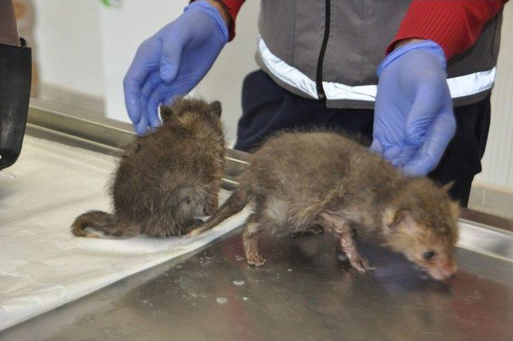 Yavru Tilkiler Biberonla Besleniyor G1