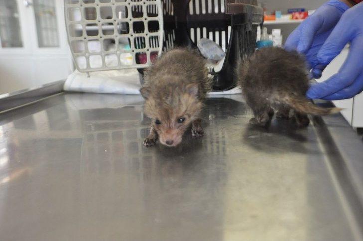 Yavru Tilkiler Biberonla Besleniyor G2