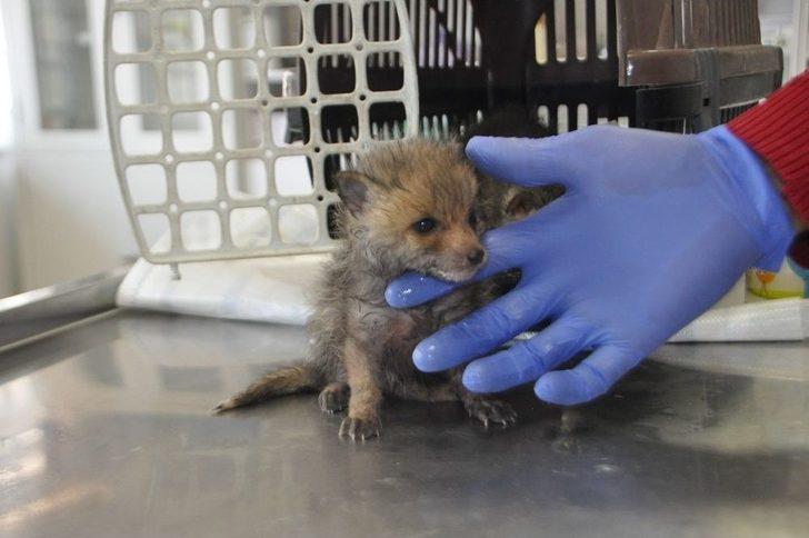 Yavru Tilkiler Biberonla Besleniyor G3