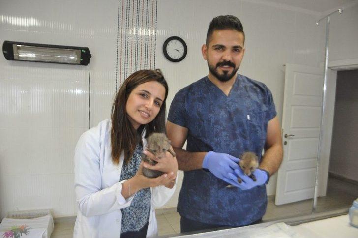 Yavru Tilkiler Biberonla Besleniyor G4