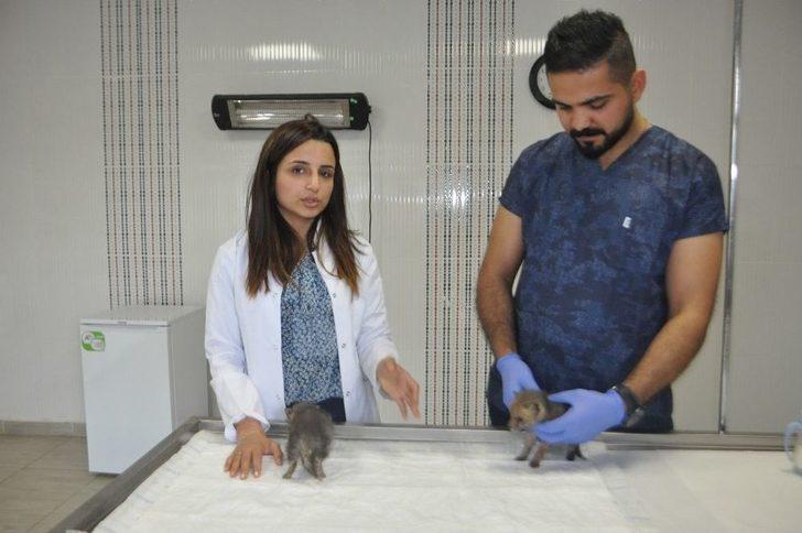 Yavru Tilkiler Biberonla Besleniyor G5