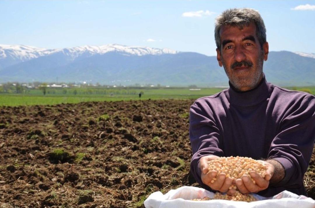 Muş&rsquo;ta Nohut Ekimine Başlandı