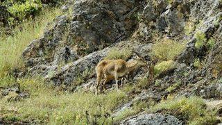 Yeni Doğmuş Dağ Keçileri Görüntülendi