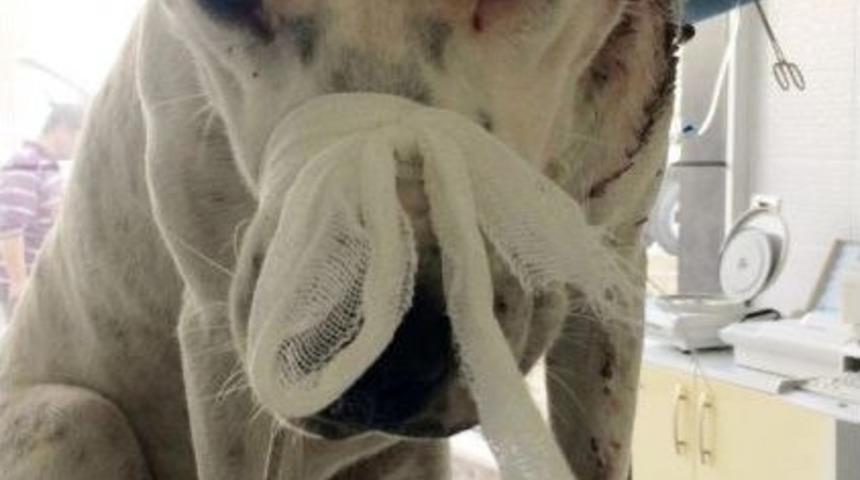 Yaralı K&ouml;peğin R&ouml;ntgen Filmini G&ouml;renler Şok Oldu