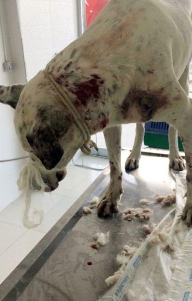 Yaralı K&ouml;peğin R&ouml;ntgen Filmini G&ouml;renler Şok Oldu 1