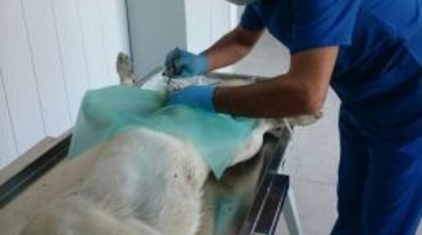 Ereğli Belediyesi Sokak Hayvanlarına Sahip &Ccedil;ıkıyor