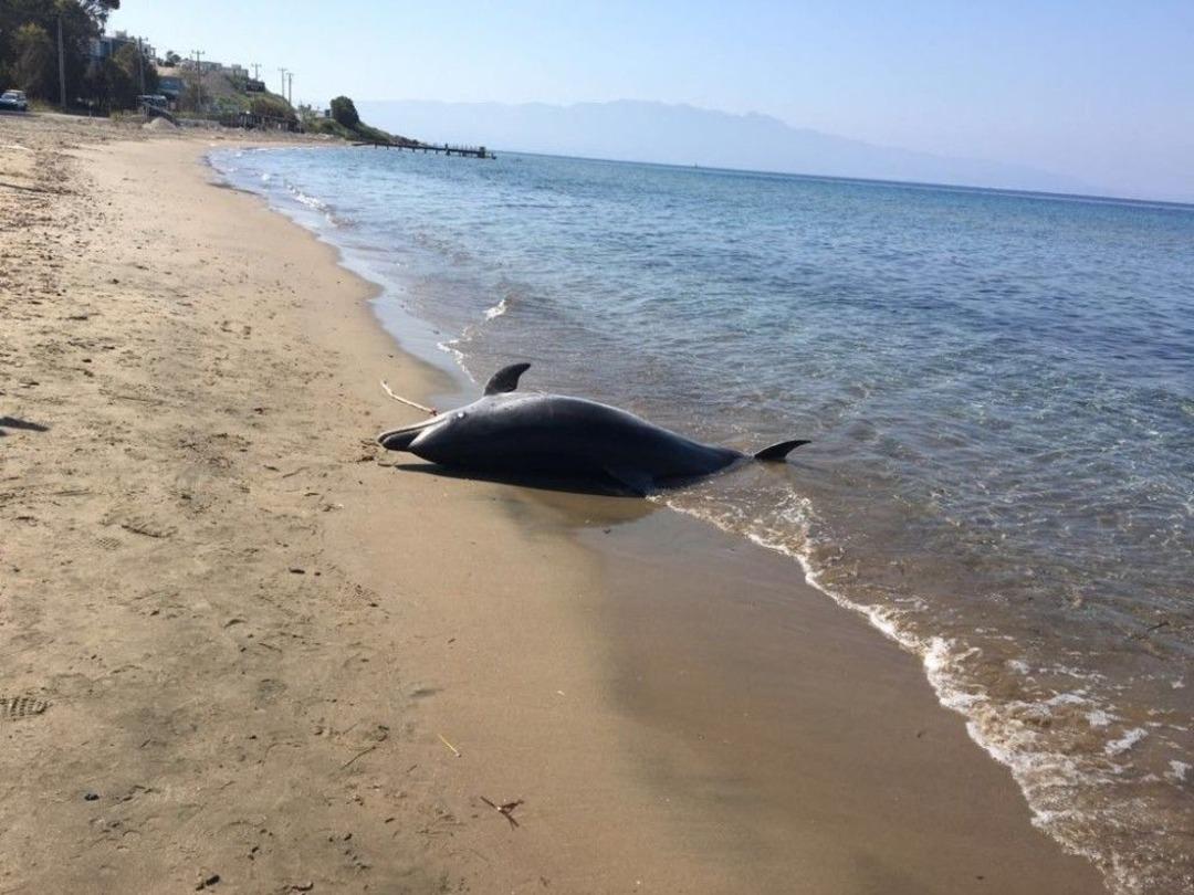 Bodrum Sahilinde Şok Eden G&ouml;r&uuml;nt&uuml;