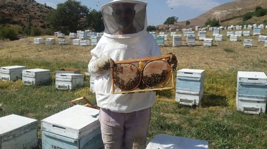 Hırsızlar 50 Kovan Arı &Ccedil;aldı