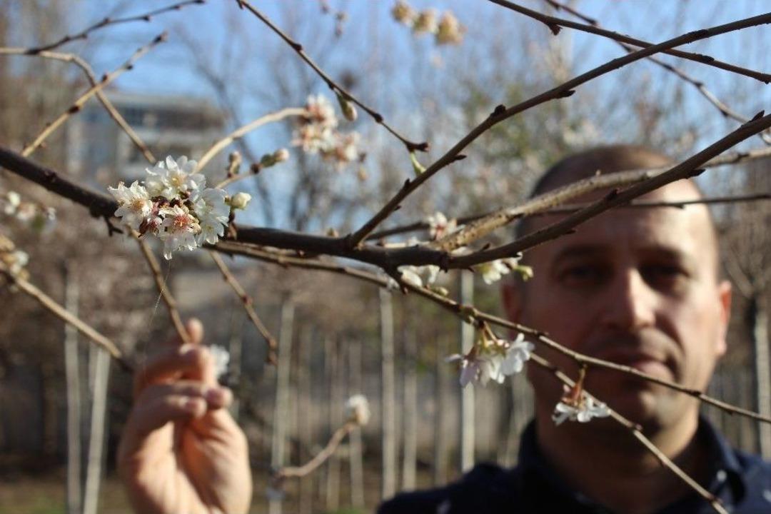 (&ouml;zel Haber) Aralık Ayında Sıcaklık Rekoru Kırıldı, Ağa&ccedil;lar &Ccedil;i&ccedil;ek A&ccedil;tı