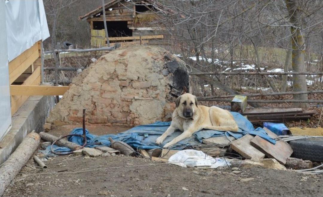 (&ouml;zel) Kayıp 5 Kişilik Aileye Ait &Ccedil;oban K&ouml;pekleri, Enkaz Alanından Ayrılmıyor