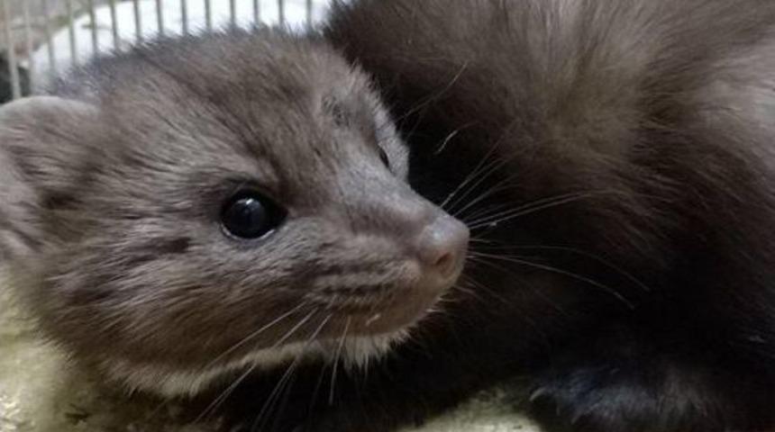 Hasta Sansar Tedavi Altına Alındı