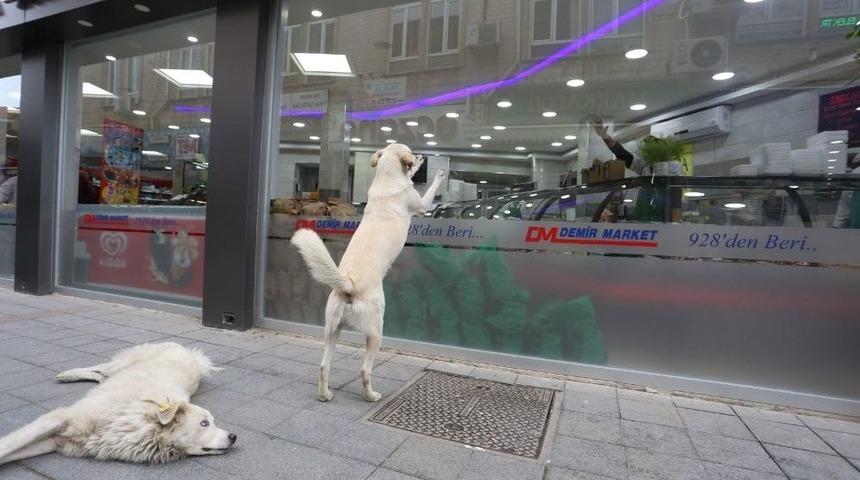 Patisiyle Tıklıyor, Yemeğini Kapıyor