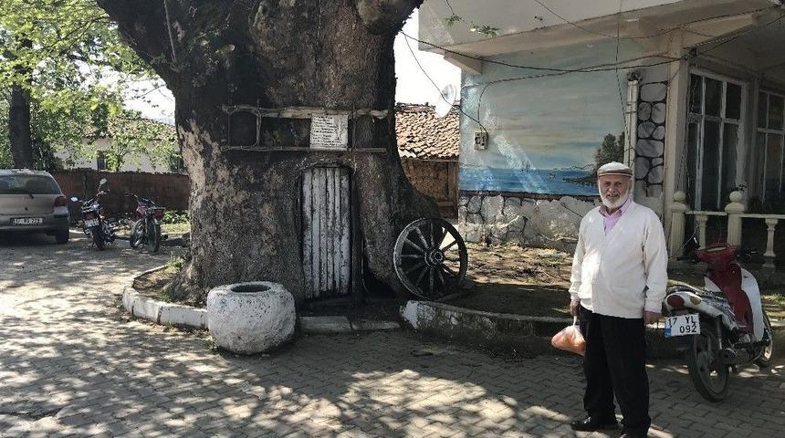 (özel Haber) 900 Yıllık Dev Çınar Koruma Altına Alınıyor