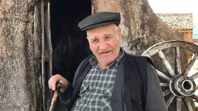 (özel Haber) 900 Yıllık Dev Çınar Koruma Altına Alınıyor