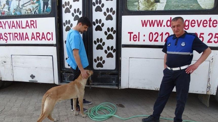 Hisarcık’ta Sokak Köpekleri Kısırlaştırılıyor