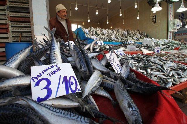 Balık Fiyatları Düşmüyor
