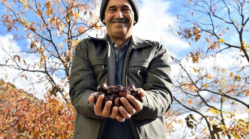 Kestane İ&ccedil;in &ldquo;kurtarma Operasyonu&rdquo;