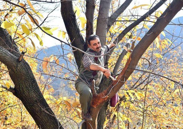 Kestane İçin “kurtarma Operasyonu”