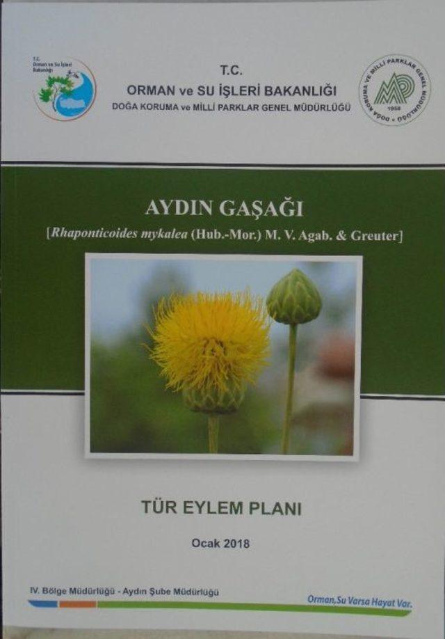 Dünyada Sadece Kuşadası’nda Yetişiyor, Korunması İçin Seferberlik İlan Edildi