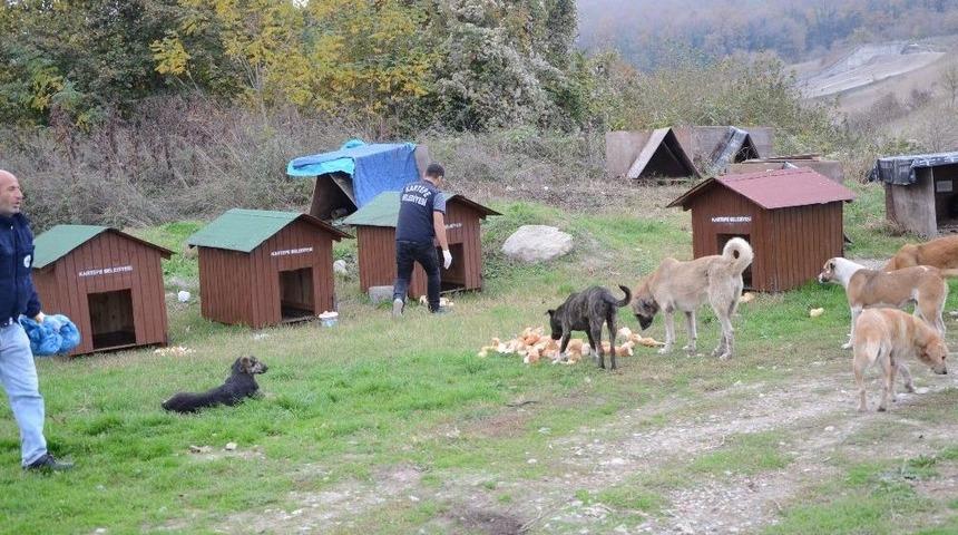 Kartepe&rsquo;de Sokak Hayvanları Barınakları Yenilendi