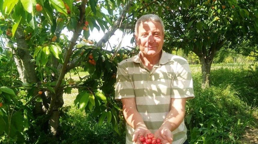 Aşırı Yağmur Kiraz Üreticisini Vurdu