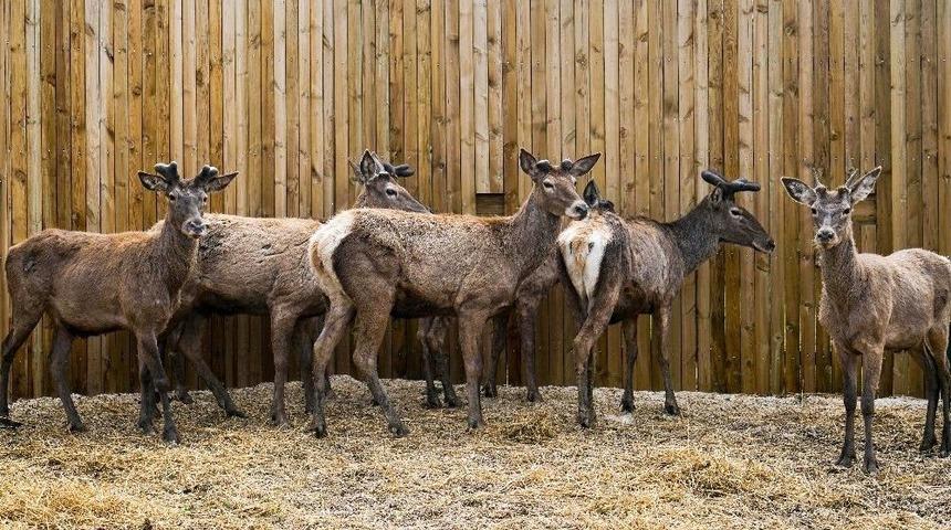 &Uuml;retim Merkezlerinde Yetiştirilen Kızıl Geyikler &Uuml;lkenin D&ouml;rt Bir Tarafına Naklediliyor