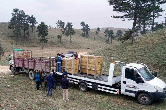 Üretim Merkezlerinde Yetiştirilen Kızıl Geyikler Ülkenin Dört Bir Tarafına Naklediliyor