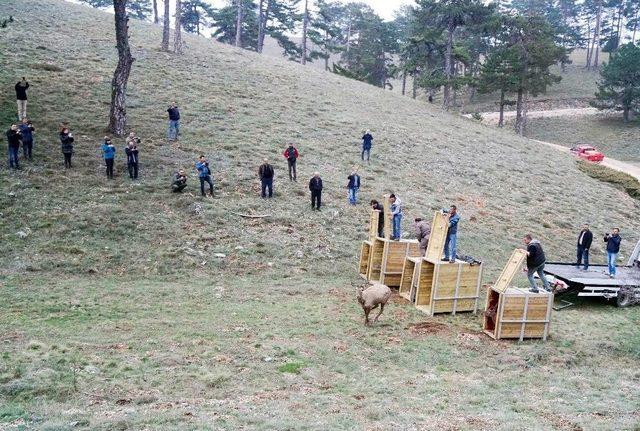 Üretim Merkezlerinde Yetiştirilen Kızıl Geyikler Ülkenin Dört Bir Tarafına Naklediliyor