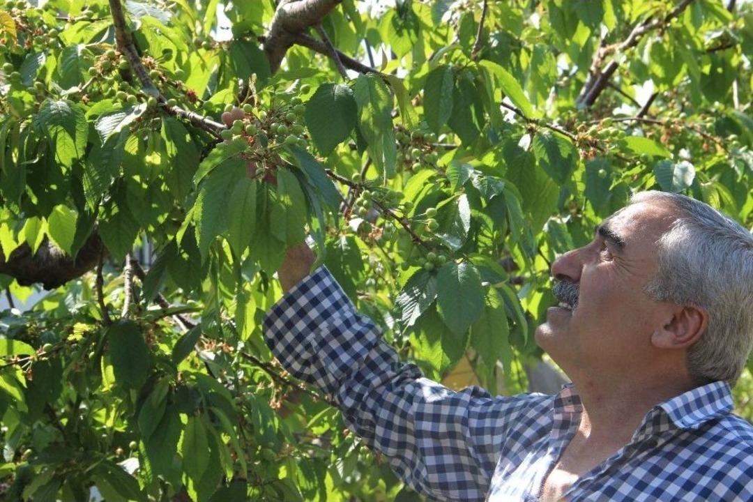 (&ouml;zel Haber) Kiraz Dallarda G&ouml;r&uuml;nd&uuml;, Tezgah İ&ccedil;in G&uuml;n Sayıyor