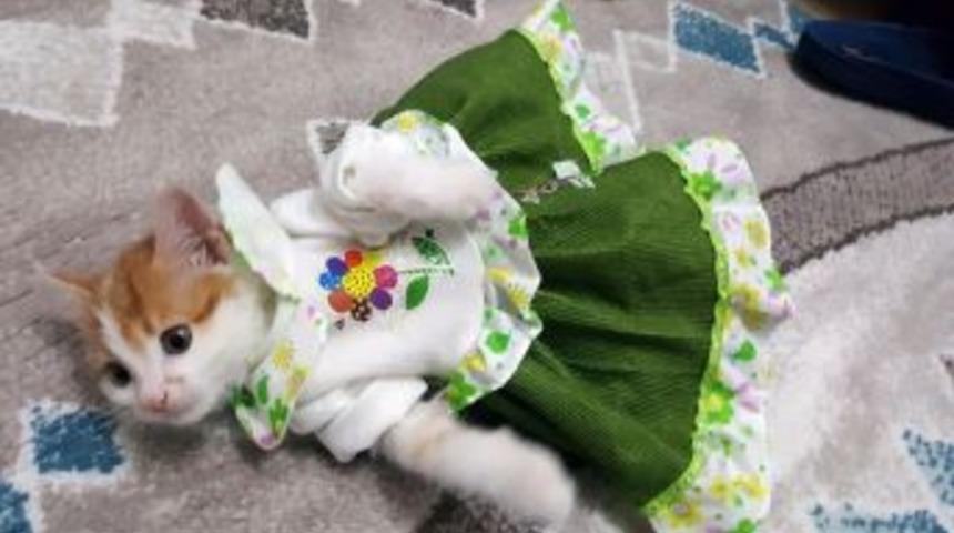 Sevimli Kedi İlgi Odağı Oldu