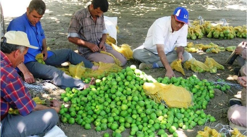 Kaliteli İncir İ&ccedil;in &Ouml;nlemler Arttırıldı